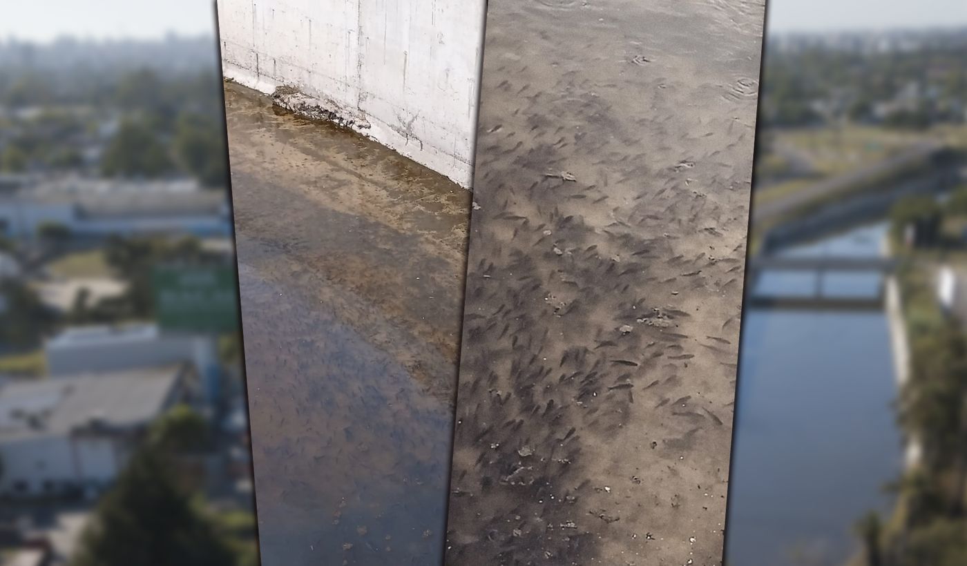 Peces en el Arroyo El Gato (6).jpg