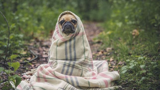 lanzan un reencuentro perruno para hallar animales confundidos por la pirotecnia en la plata