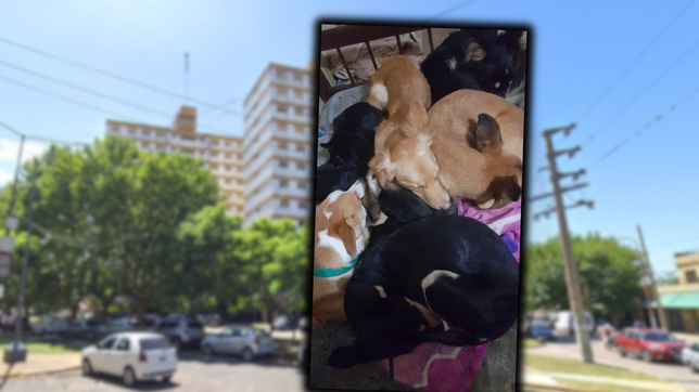denuncia y conflicto vecinal en la plata por una familia que tiene nueve perros en su departamento