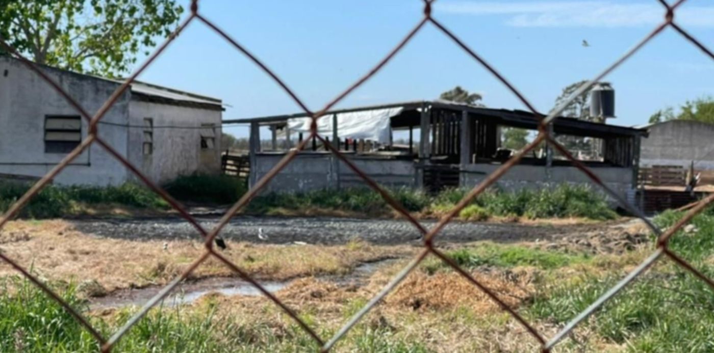 Cerdos - criadero ilegal