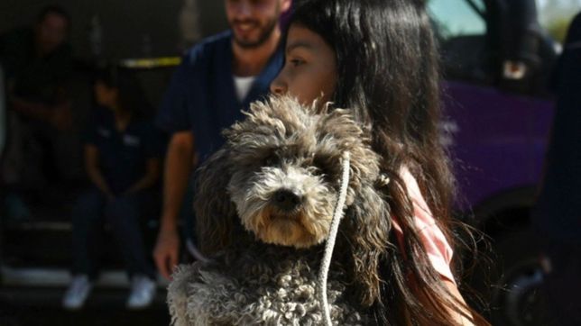 lanzan nuevas jornadas de atencion veterinaria gratuita en barrios de la plata