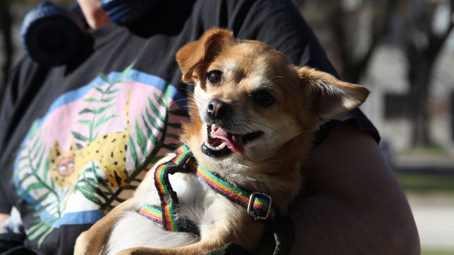 lanzan nuevos turnos gratuitos en la plata para castracion y vacunacion antirrabica de mascotas