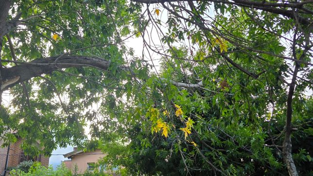una cuadra de city bell, en alerta por la rama de un arbol que se desprendio y pone en riesgo a los vecinos