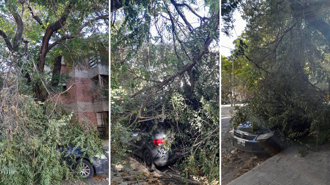 se desprendio un enorme gajo de un arbol historico a metros de plaza italia y aplasto un arbol