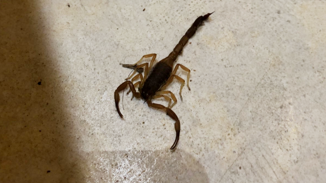 preocupacion en pleno centro de la plata por la presencia de alacranes