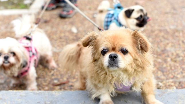 vacunacion, desparasitacion y una jornada de atencion veterinaria gratuita en la plata