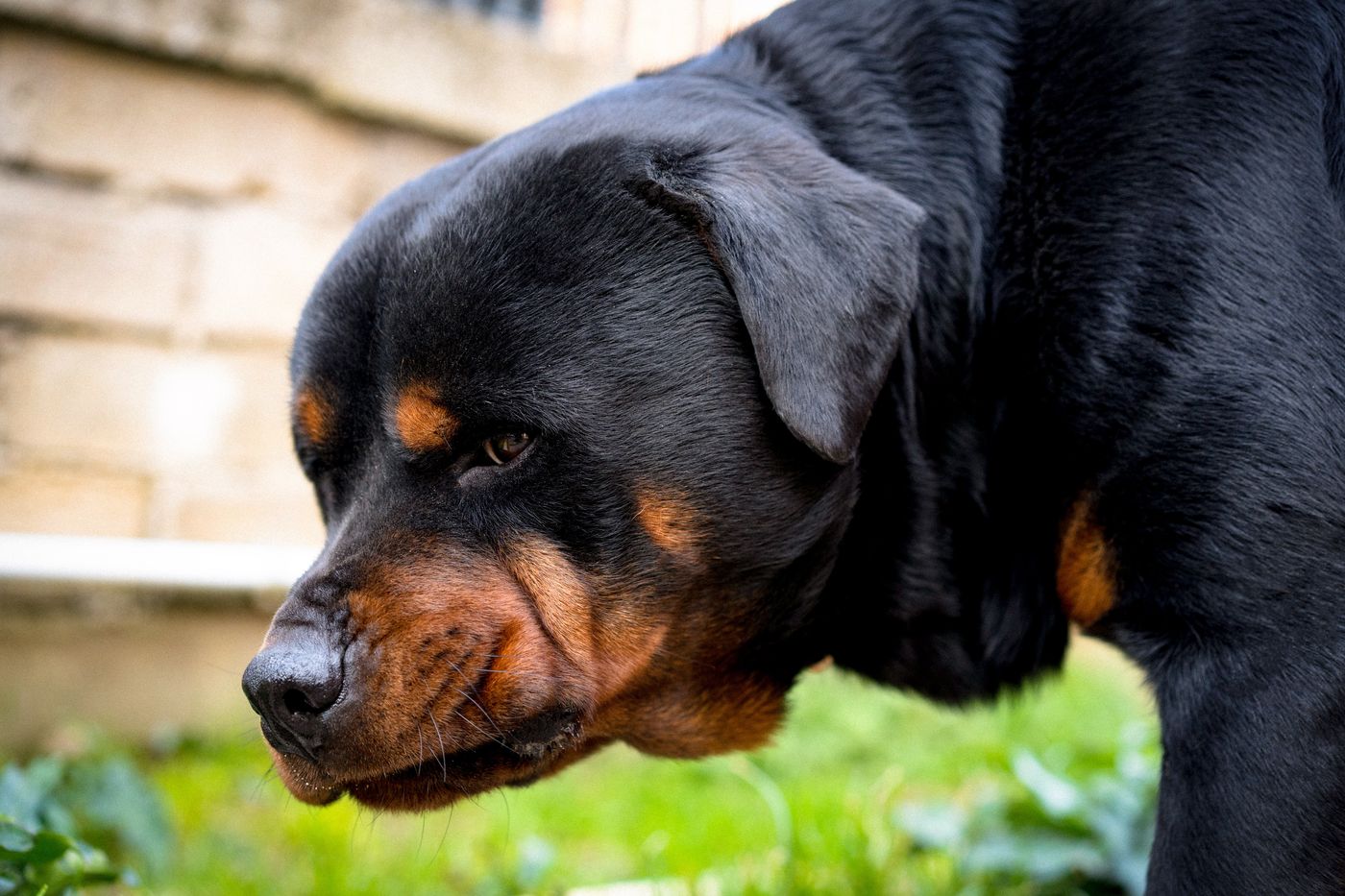 Rottweiler (2).jpg