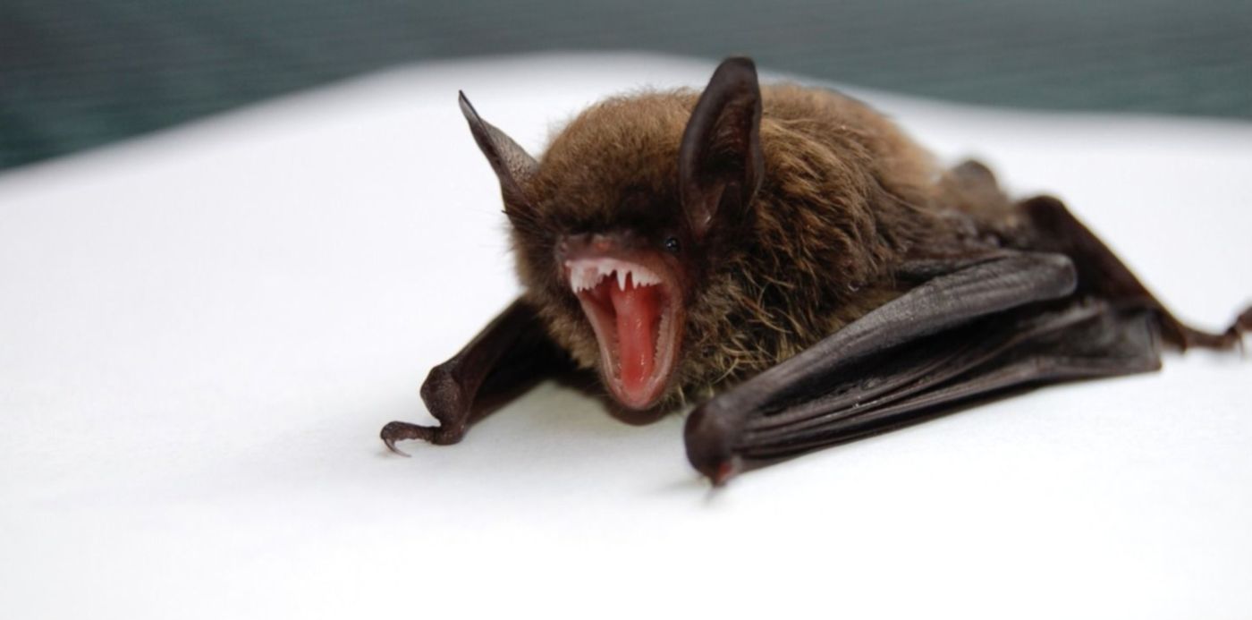 1584647354651.jpg?x=20&y=110&width=1463&height=731&rotate=0&scaleX=1&scaleY=1&ow=1500&oh=997&&cw=1920&ch=950