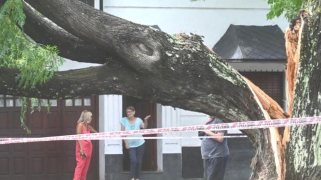 por el fuerte temporal, un arbol se partio y cayo en medio de una calle en la plata