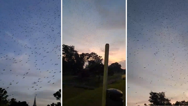 una invasion de mosquitos sorprendio a todos en la republica de los ninos