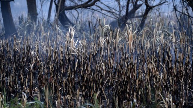 los bomberos controlaron el incendio desatado en la reserva de punta lara