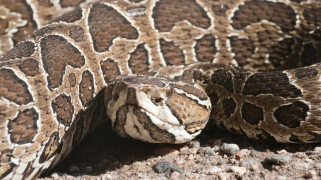 aparecieron yararas venenosas en dos casas de la plata