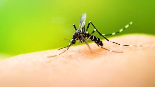 lanzan una campana para prevenir el dengue, zika y chikungunya en la plata
