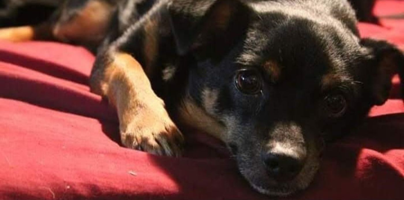 1600179643057.jpg?x=0&y=122&width=720&height=360&rotate=0&scaleX=1&scaleY=1&ow=720&oh=490&&cw=1920&ch=950