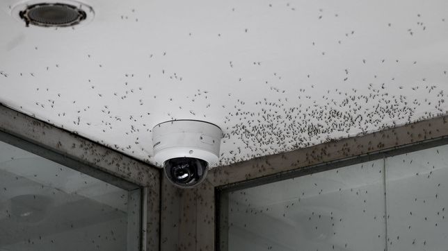 ¿que significa que la plata este en un brote de dengue?