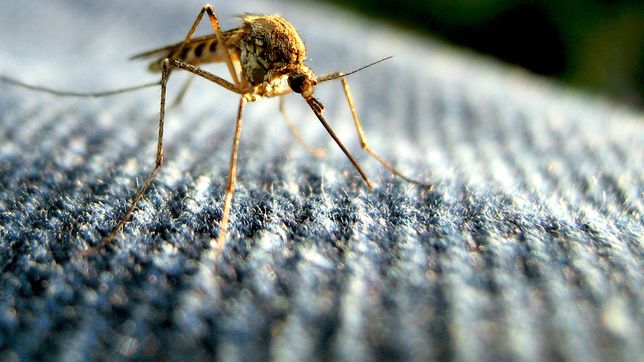 los expertos encienden alarmas por la nueva invasion de mosquitos que se espera en la plata