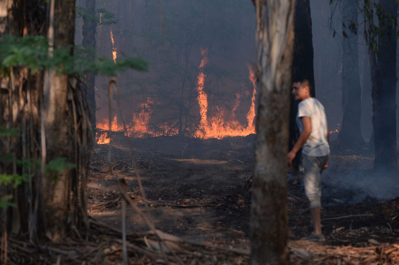 Incendio Parque Pereyra Iraola (17).JPG