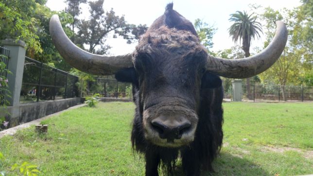 minnesota, sudafrica y madagascar: el destino de los animales del zoo de la plata, camino al bioparque