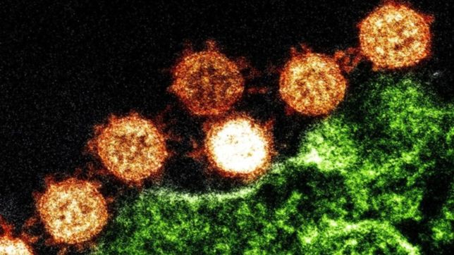 la oms se reune de urgencia para evaluar el impacto de las nuevas cepas del coronavirus