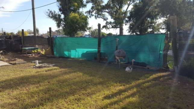 nandues, ciervos y aves exoticas: desbarataron un criadero ilegal en city bell