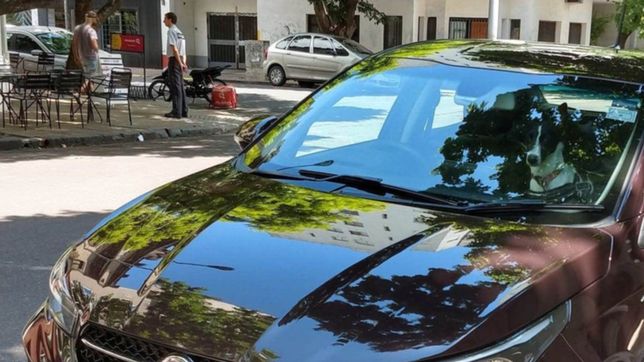 dejo a su perrito encerrado en un auto al rayo del sol y lo escracharon en las redes