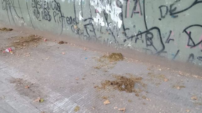 bronca en el albert thomas tras el partido del pincha: dejan la escuela llena de bosta