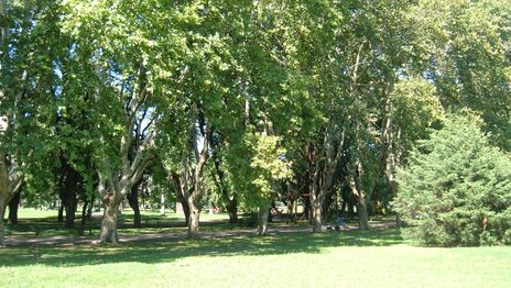 Proponen prohibir la plantación de plátanos en todo el territorio de La Plata Proponen prohibir la plantación de plátanos en todo el territorio de La Plata
