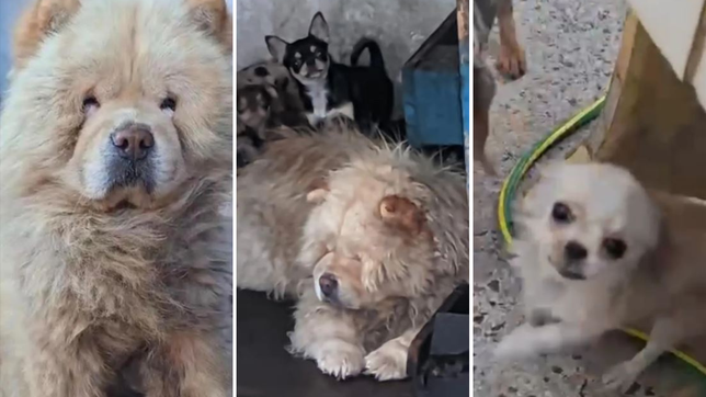 allanaron una casa de la plata y desmantelaron un criadero donde explotaban perros de raza