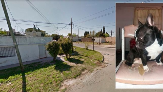 les entraron a robar en su casa y se llevaron hasta el bulldog frances