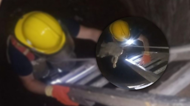 video: bomberos rescataron a una perrita que cayo a un pozo de seis metros en la plata