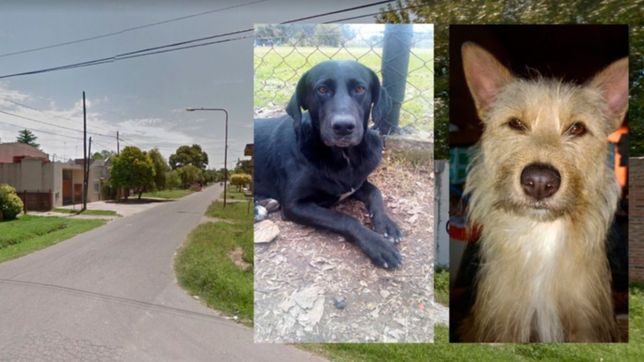 dos perros se perdieron juntos en la granja y sus duenos estan desesperados