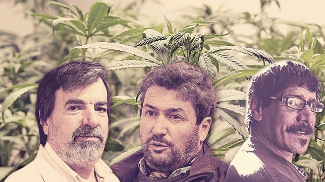 cannabis en la plata: una historia de resistencia, politica y ciencia