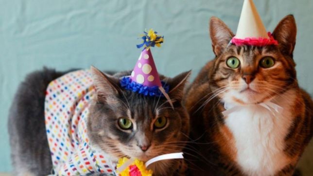 ¿por que hoy 20 de febrero se celebra el dia internacional del gato?