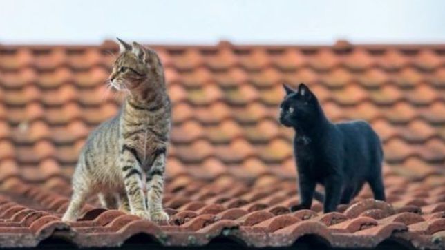 buscan a una gata que desaparecio en barrio norte