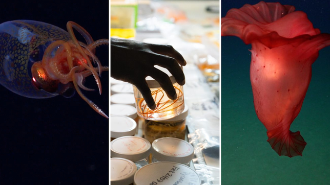 los increibles hallazgos del conicet a 3.900 metros de profundidad