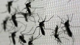 aseguran que llegara una nueva invasion de mosquitos a la plata aseguran que llegara una nueva invasion de mosquitos a la plata