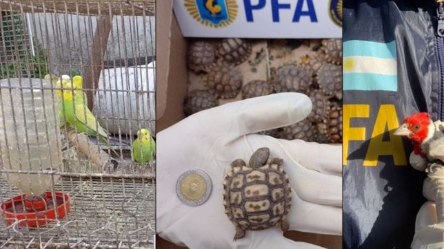 tortugas, jilgueros y estorninos: las especies que rescataron en una casa de los hornos