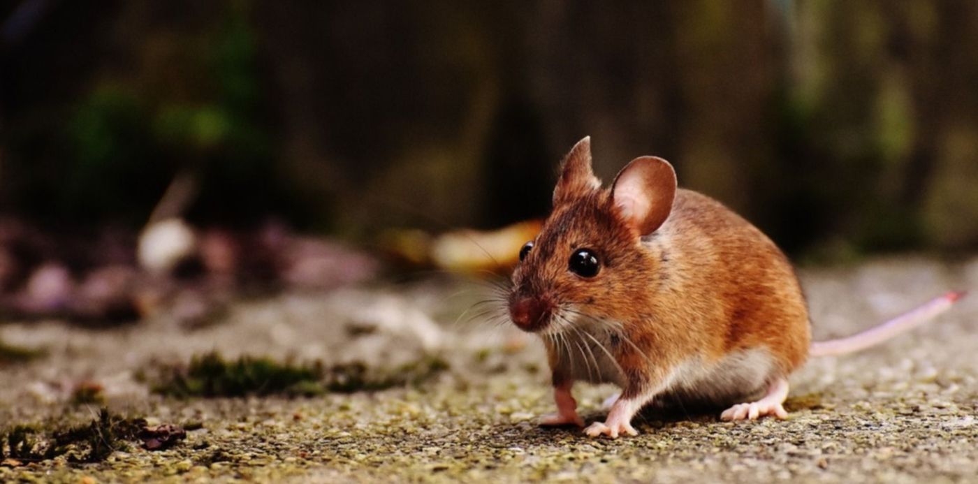 1547791822277.jpg?x=7&height=747&scaleX=1&ow=1500&oh=1000&y=253&width=1493&rotate=0&scaleY=1&&cw=1920&ch=950