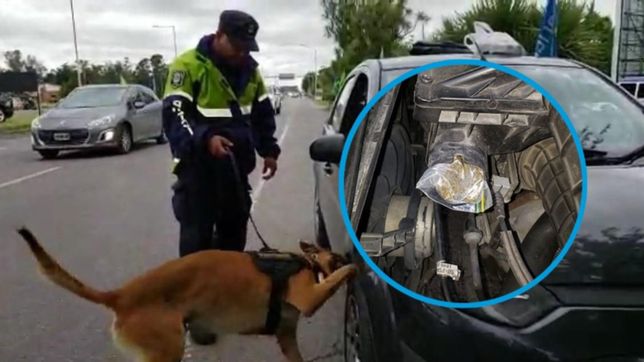 un perro descubrio a un narco platense que transportaba droga en el motor del auto