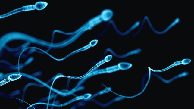 los testiculos podrian ser reservorio viral del covid-19 durante varios meses