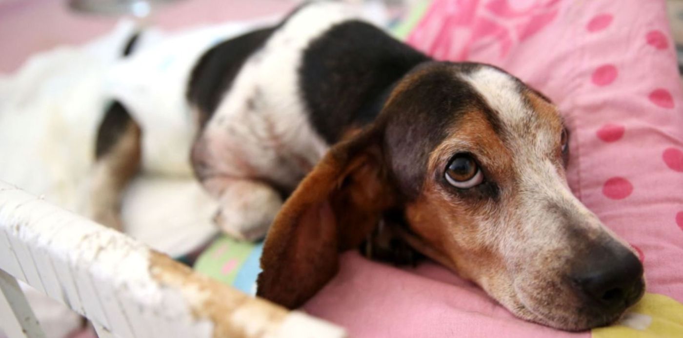 1576788648482.jpg?rotate=0&ow=1500&oh=1010&y=154&width=1496&height=748&scaleX=1&scaleY=1&x=2&&cw=1920&ch=950