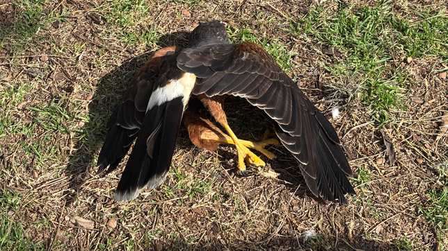 misterio por la muerte de aguiluchos en una plaza de la plata