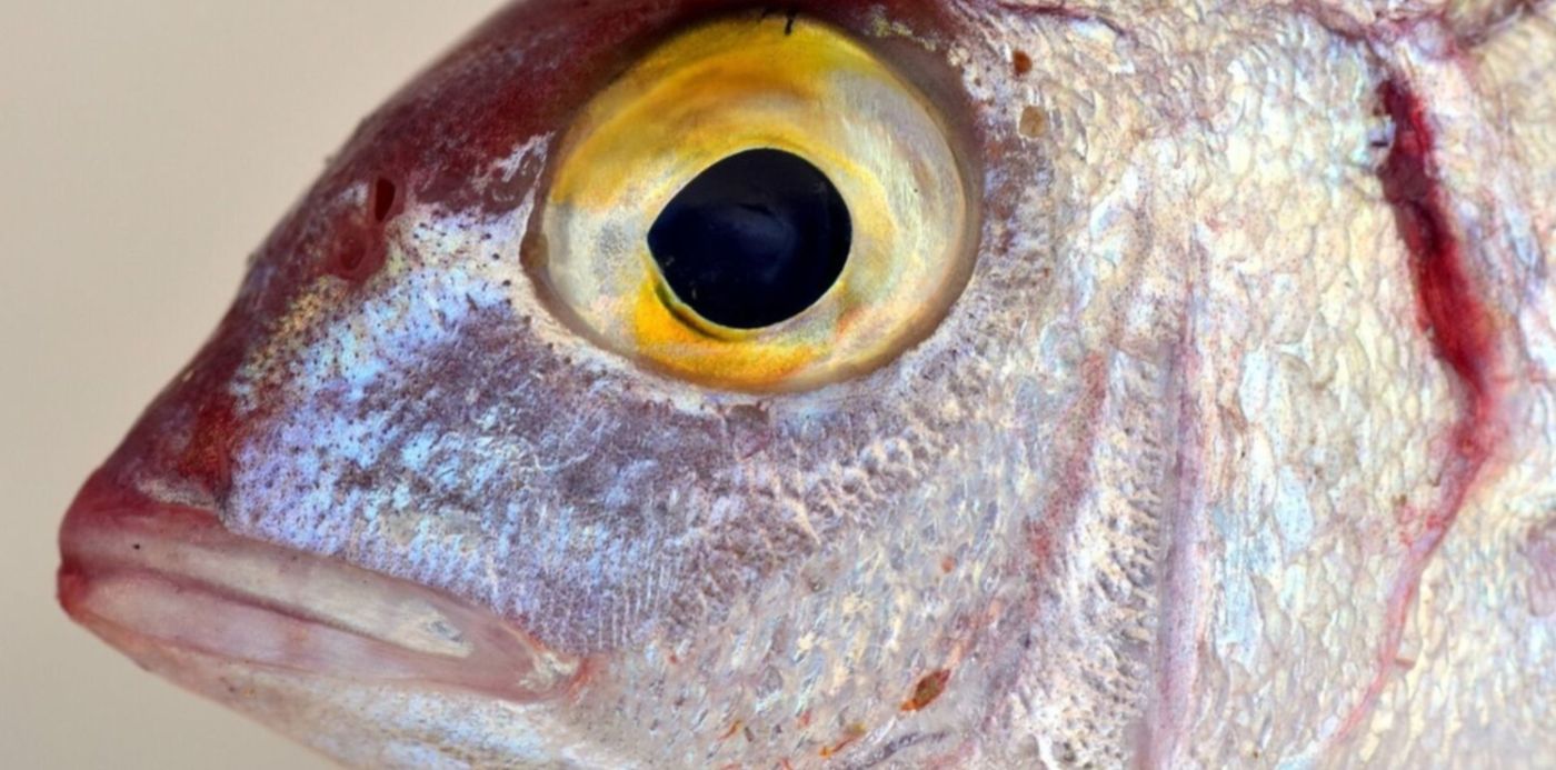 1576677257533.jpg?rotate=0&scaleY=1&ow=1500&width=1487&height=743&scaleX=1&oh=843&x=4&y=100&&cw=1920&ch=950