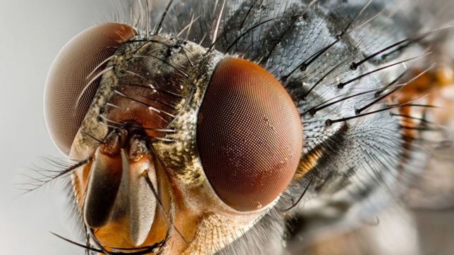 la historia sin fin: un ano despues, las moscas volvieron a invadir las casas de ignacio correas