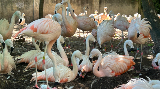 nacieron siete flamencos en el bioparque la plata tras diez anos sin reproducirse