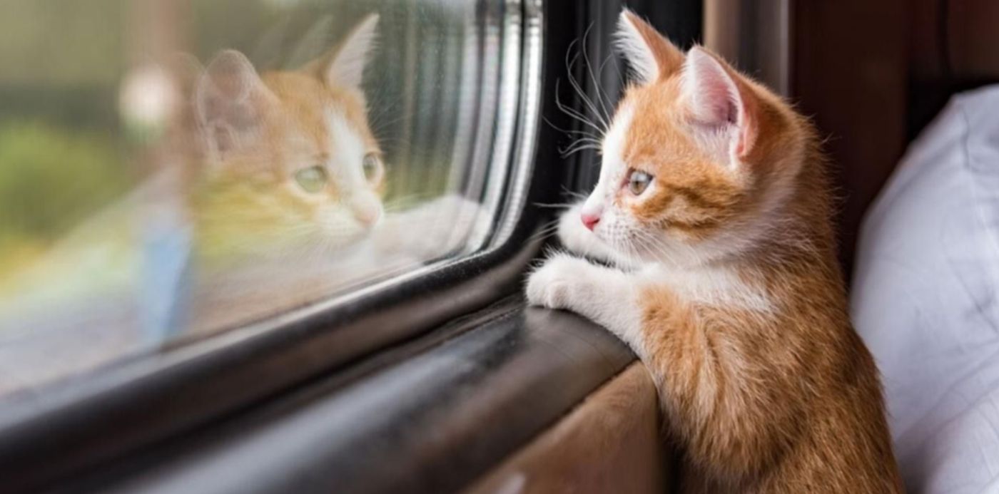 1580996367335.jpg?oh=731&x=4&width=1273&height=636&scaleX=1&ow=1280&y=80&rotate=0&scaleY=1&&cw=1920&ch=950