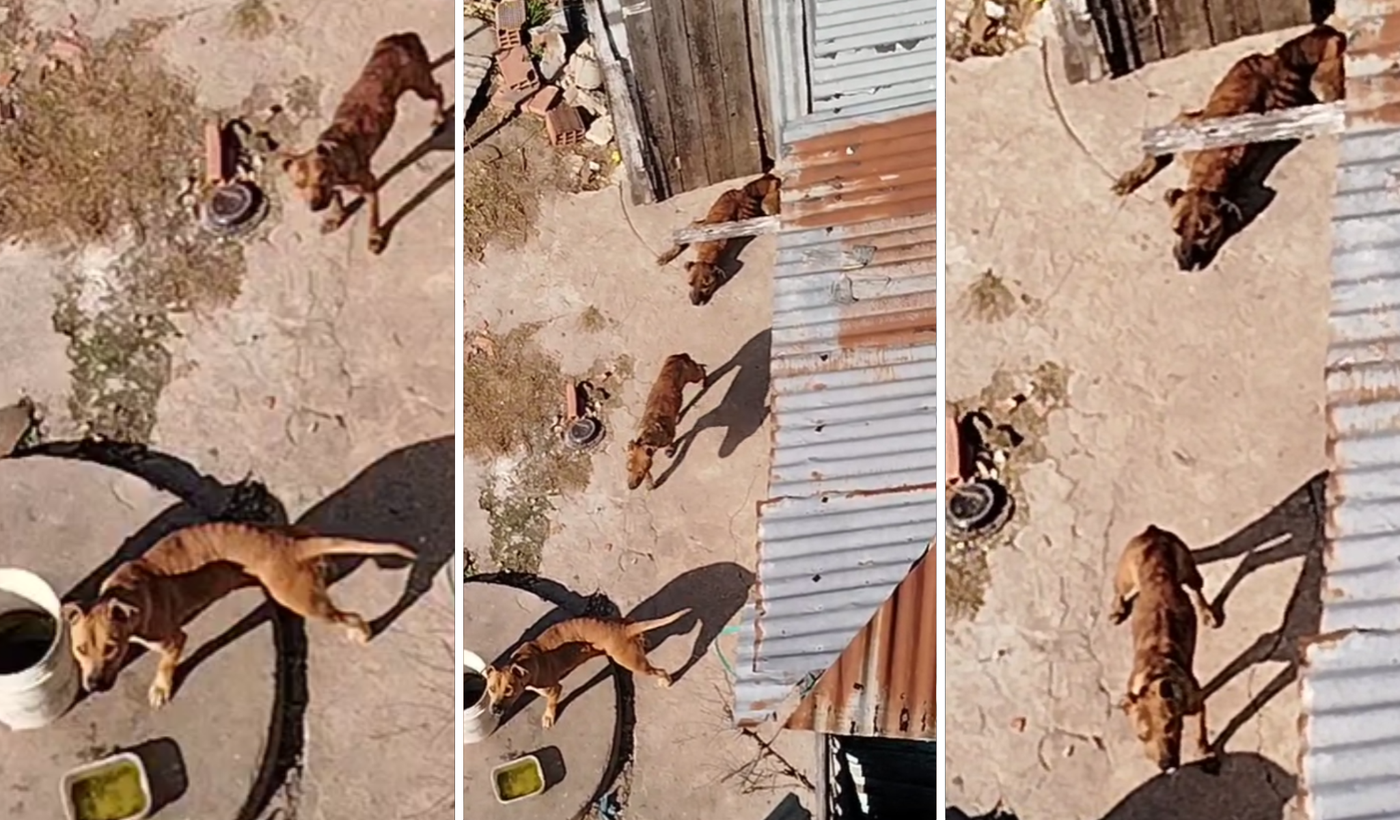 Perros abandonados portada.png