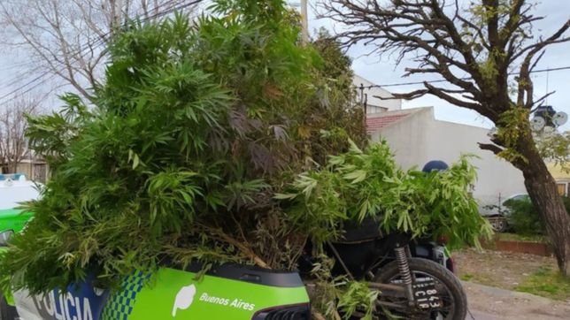 lo buscaban por robar una moto en la plata y le encontraron una plantacion de marihuana
