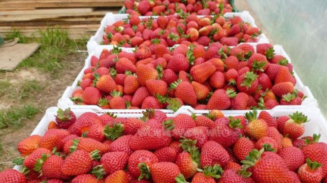 detienen a dos hermanos de la plata por extorsionar a una vendedora de frutillas en ruta 2