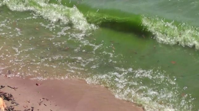 ¿que son las cianobacterias que afectan al rio de la plata y pueden llegar a la region?